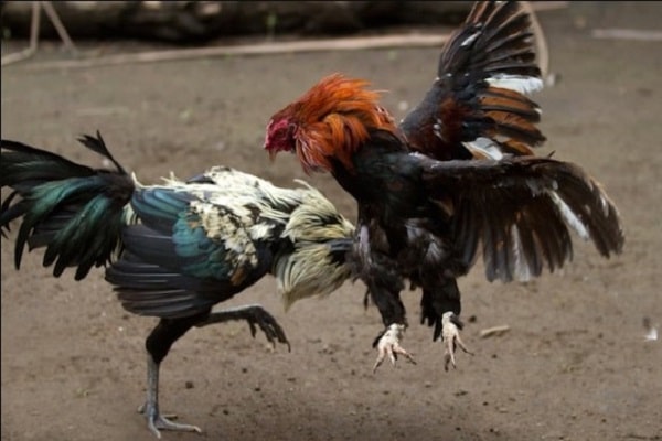 Phần Mềm Hack Đá Gà