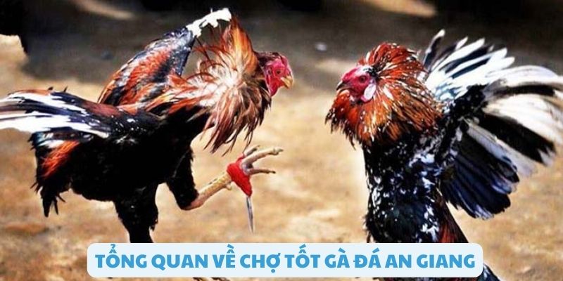 Tổng quan chợ tốt đá gà an giang