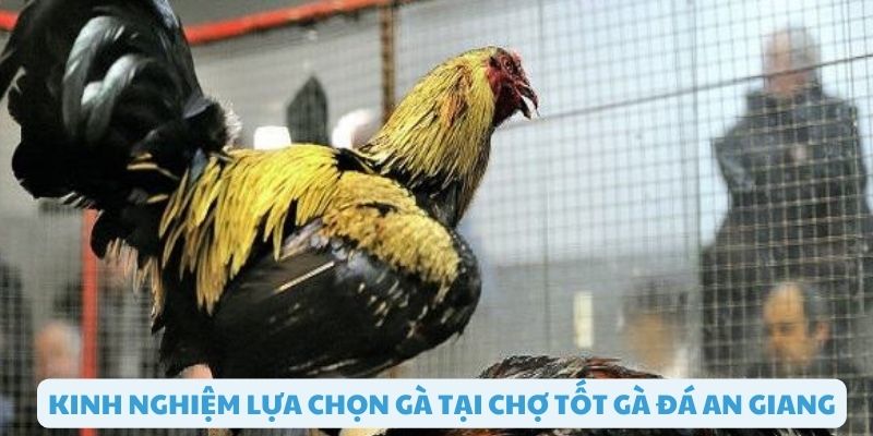 Các loại gà chọi phổ biến tại chợ tốt gà đá an giang