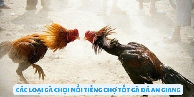 Kinh nghiệm lựa chọn gà chợ tốt gà đá an giang