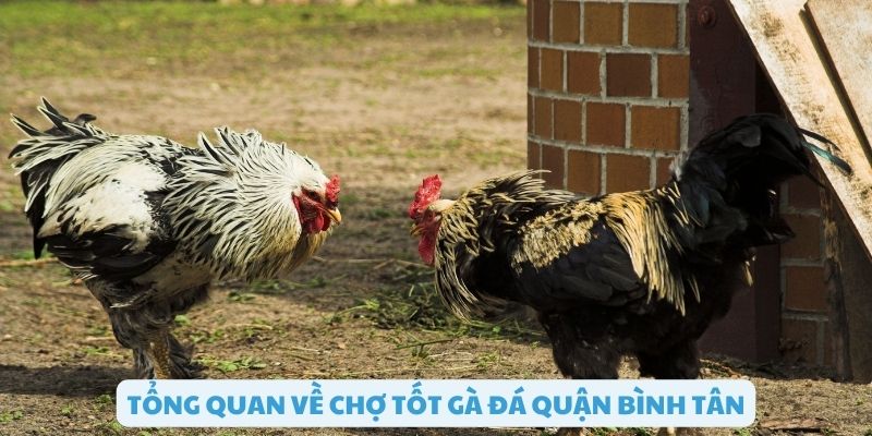 Tổng quan về chợ tốt gà đá quận bình tân