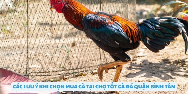 Lưu ý khi chọn mua gà tại chợ tốt bình tân