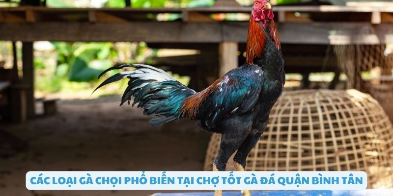 Các loại gà chọi phổ biến tại chợ tốt bình tân