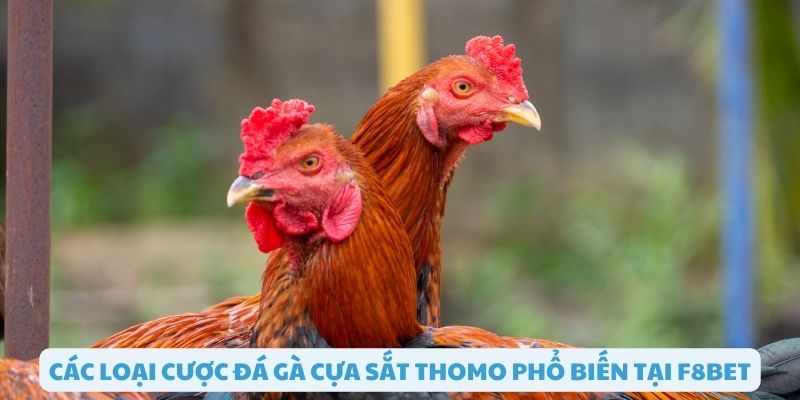 Các loại cược đá gà cựa sắt thomo phổ biến