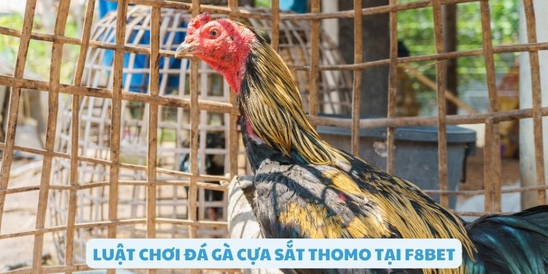 Luật chơi đá gà cựa sắt thomo tại F8bet