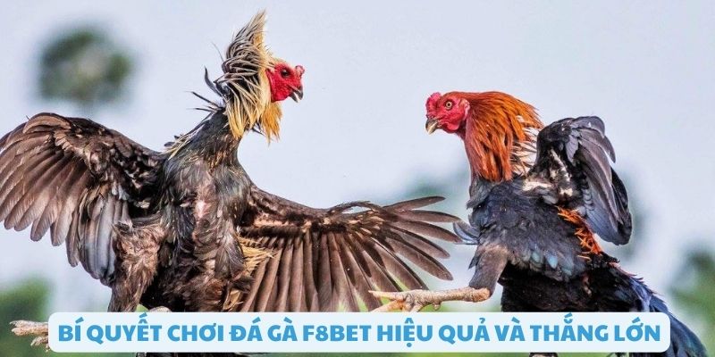 Bí quyết chơi đá gà F8bet thắng lớn hiệu quả