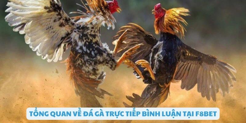 Tổng quan về đá gà trực tiếp bình luận F8bet