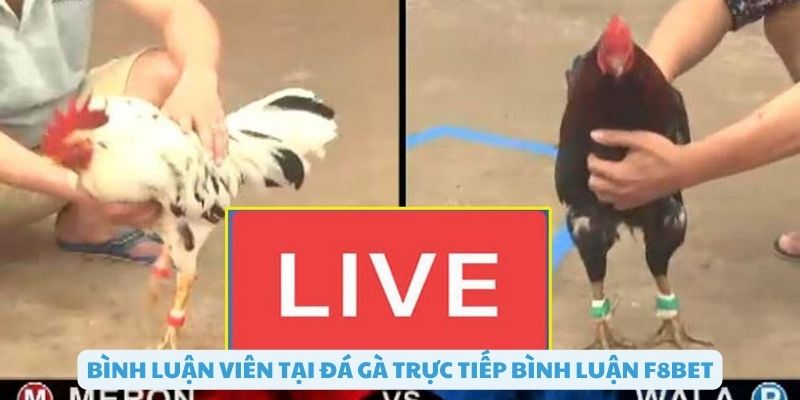 Bình luận viên chuyên nghiệp tại đá gà F8bet