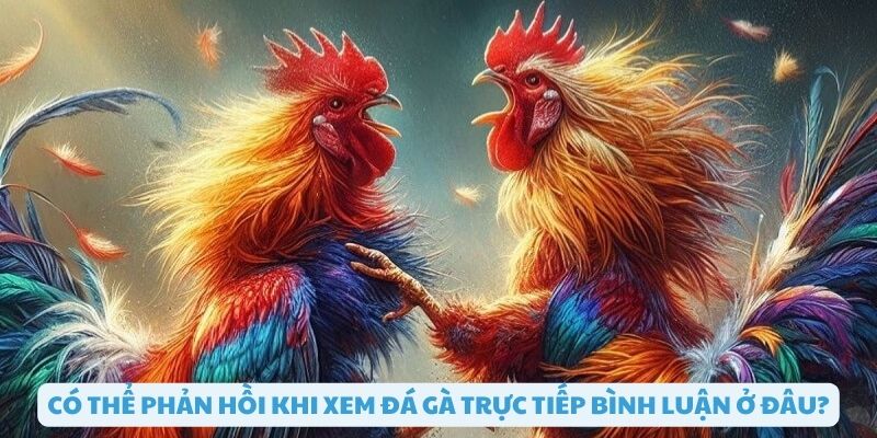 Có thể phản hồi ở đâu khi xem đá gà trực tiếp bình luận