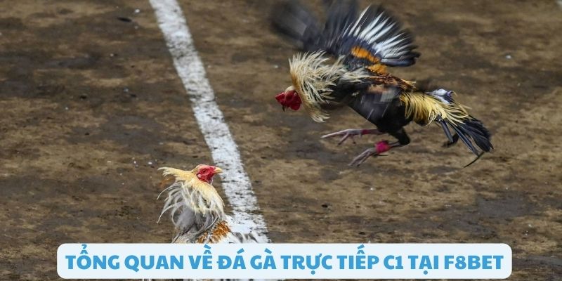Tổng quan về đá gà trực tiếp C1