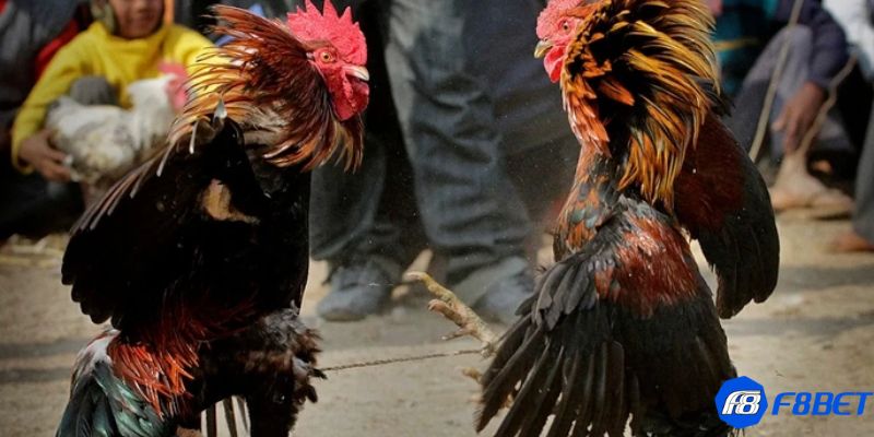 Tổng hợp các hình thức cá cược đá gà phổ biến hiện nay