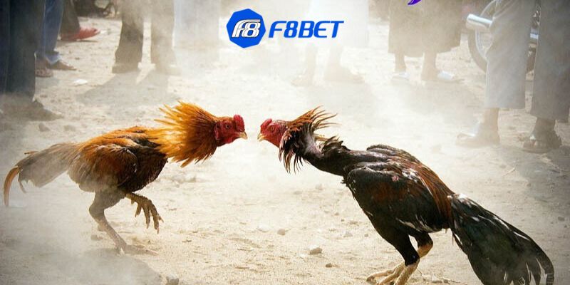 Các kiểu đặt cược phổ biến trong cá cược đá gà