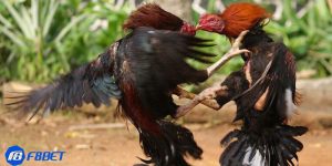 cá cược đá gà