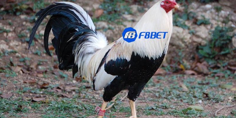 các dòng gà mỹ đá cựa tròn Nguồn gốc và đặc điểm của các dòng gà Mỹ đá cựa tròn