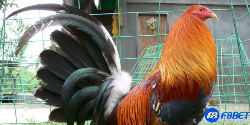 các dòng gà mỹ đá cựa tròn Hướng dẫn cách nhận biết các dòng gà mỹ đá cựa tròn đúng chuẩn