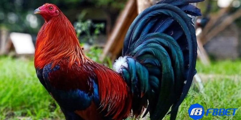 các dòng gà mỹ đá cựa tròn Tổng hợp các dòng gà mỹ đá cựa tròn thịnh hành hàng đầu hiện nay