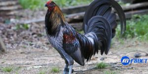 các dòng gà mỹ đá cựa tròn