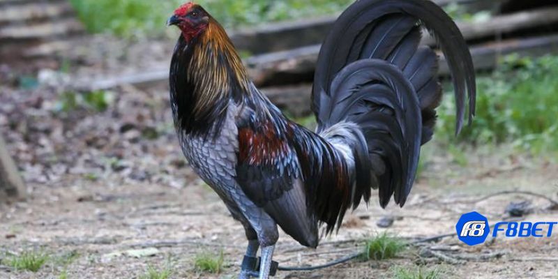 các dòng gà mỹ đá cựa tròn