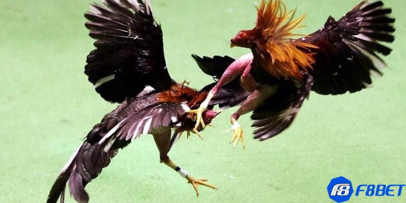 Đá gà tre Thomo: Khám phá đặc điểm và chiến lược cược