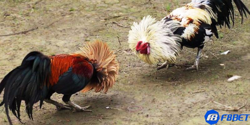 Đá gà tre Thomo: Lý do thu hút nhiều người