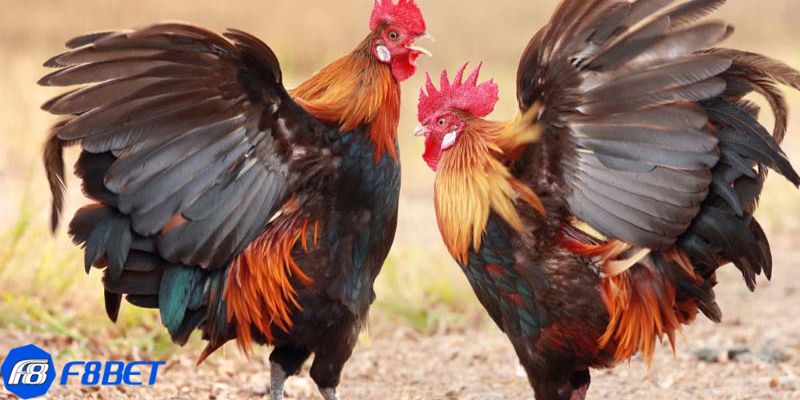 Kinh nghiệm đá gà tre thomo để giành chiến thắng