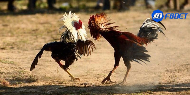 Giới thiệu về hình thức đá gà trực tiếp casino hấp dẫn
