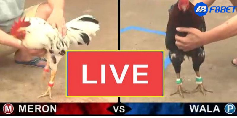 Những tính năng hấp dẫn khi tham gia đá gà trực tiếp casino