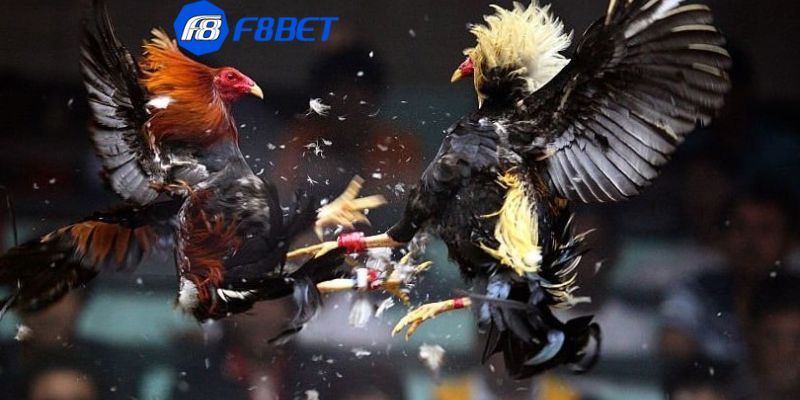 Kinh nghiệm vàng trong chơi đá gà trực tiếp casino: Bí quyết từ các cao thủ