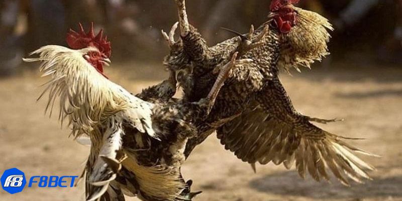 Cuộc chiến gà cú đá 5 tỷ: Phúc Bình Dương và Hiển Long Xuyên