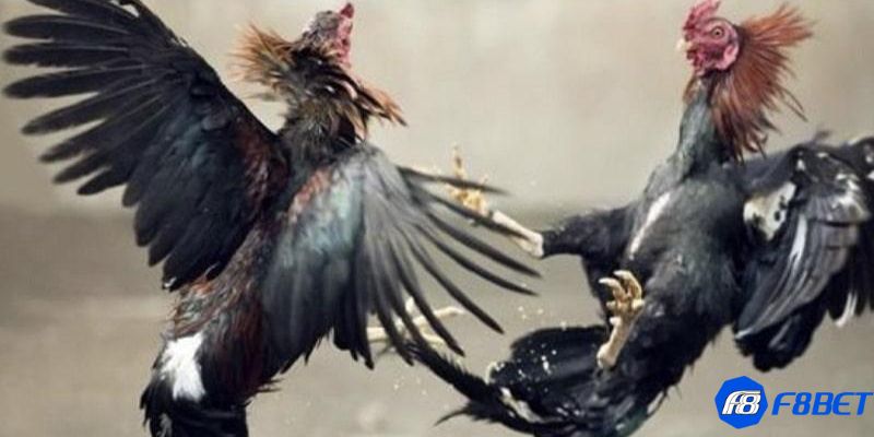 Tổng quan về trận gà cú đá 5 tỷ mãn nhãn, kịch tính nhất