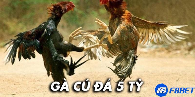 Phân tích tầm quan trọng của trận đấu gà cú đá 5 tỷ