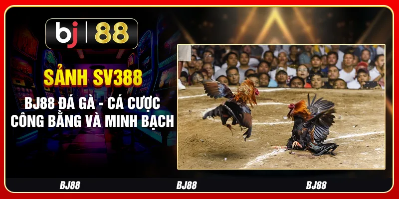 Sảnh Sv388 Bj88 Đá Gà - Cá Cược Công Bằng Và Minh Bạch
