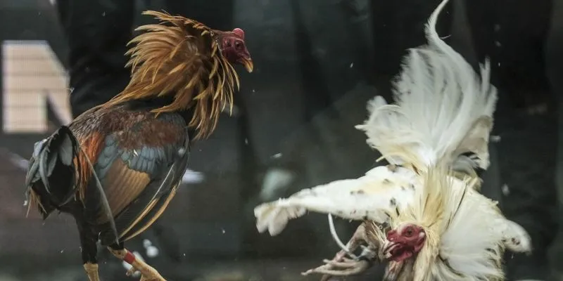 Tìm hiểu về đá gà hoang dã