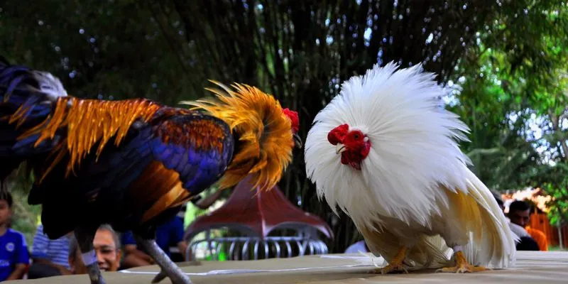 Những điều cần lưu ý khi tham gia đá gà hoang dã