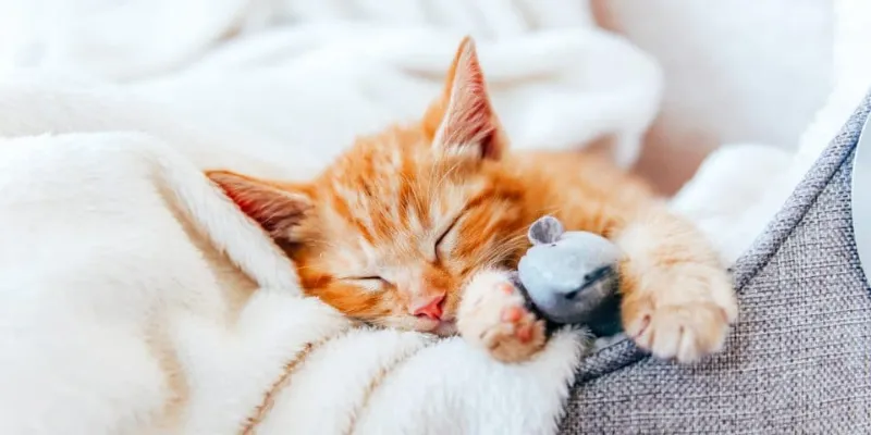 Giấc mơ mèo trắng