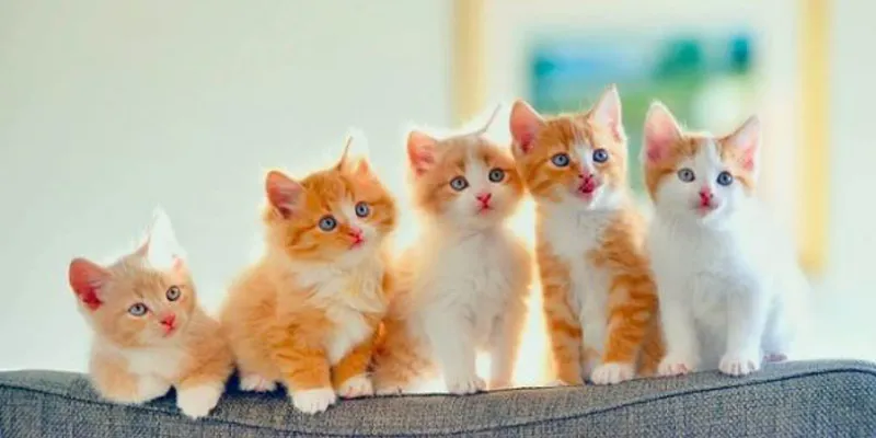 Nằm mơ thấy biểu tượng cho sự khôn ngoan