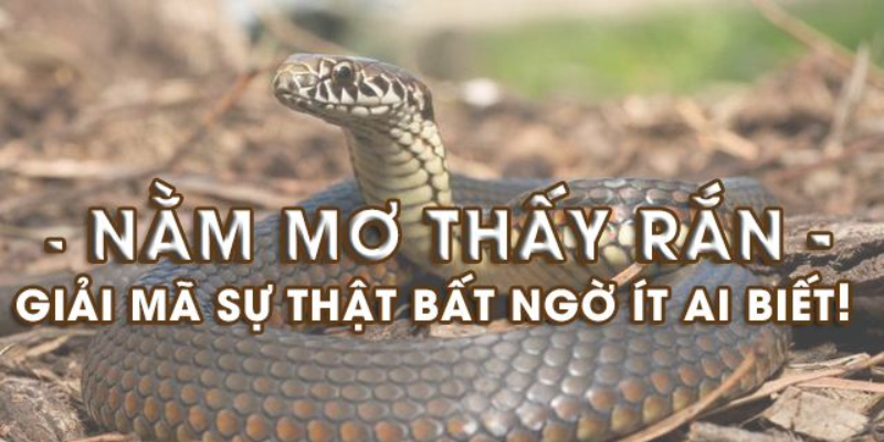 Việc mơ thấy rắn có thể phản ánh các yếu tố tâm linh