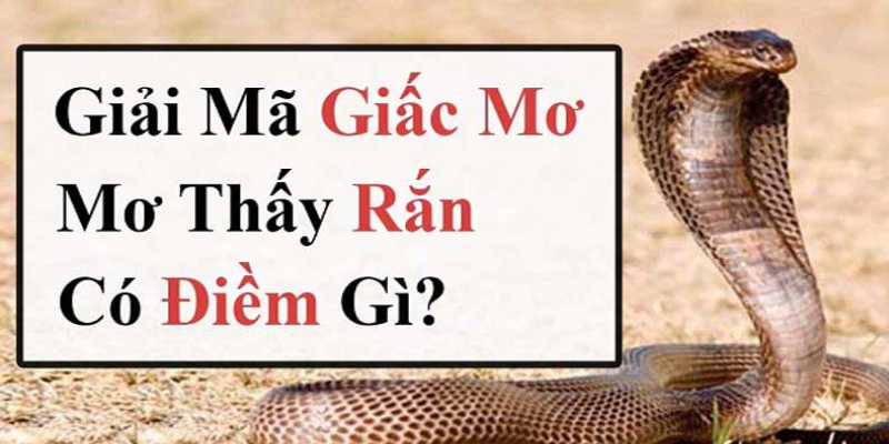 Giấc mơ rắn mở ra cơ hội thử vận may tại nhà cái